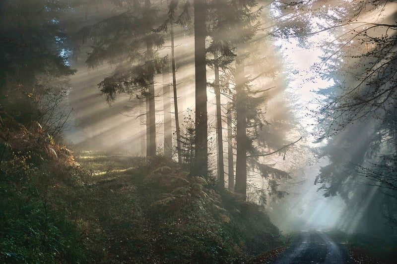 Enchanted Forest Grove
